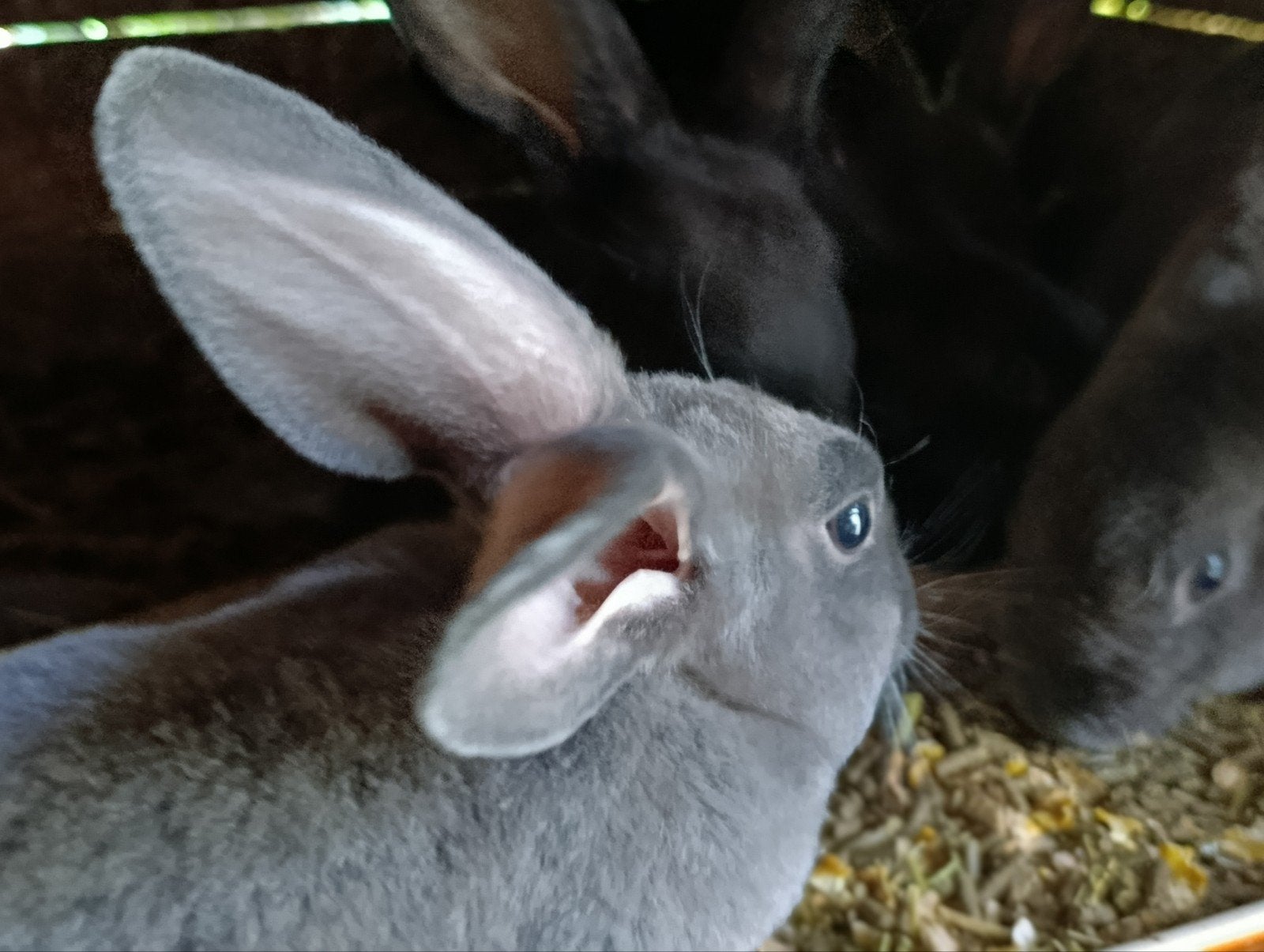 jonge Rex konijnen (lichtgrijze en zwarte), Dieren en Toebehoren, Konijnen, Meerdere dieren, Middelgroot, 0 tot 2 jaar