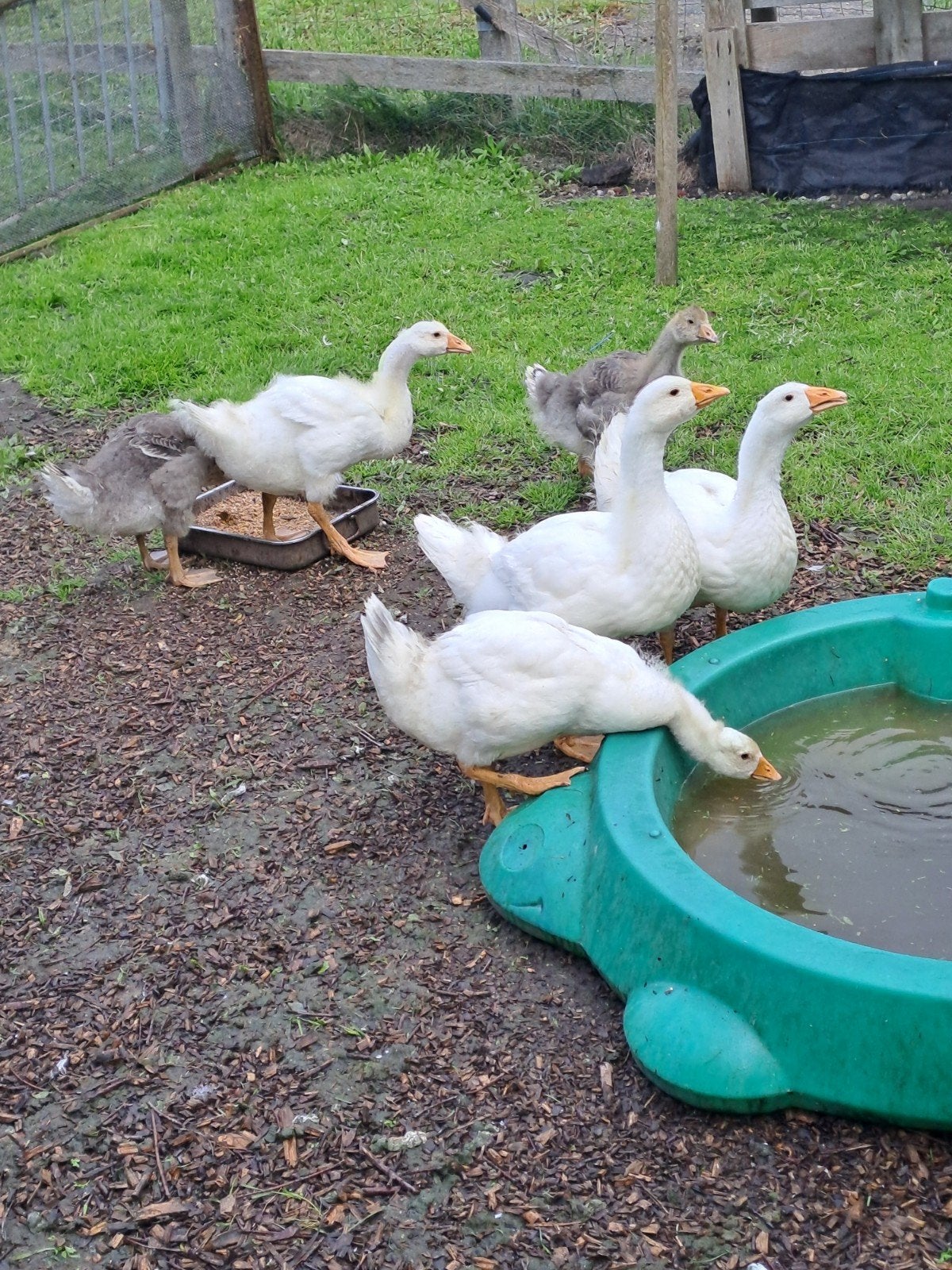 Ganzenkuikens, Animaux & Accessoires, Volatiles