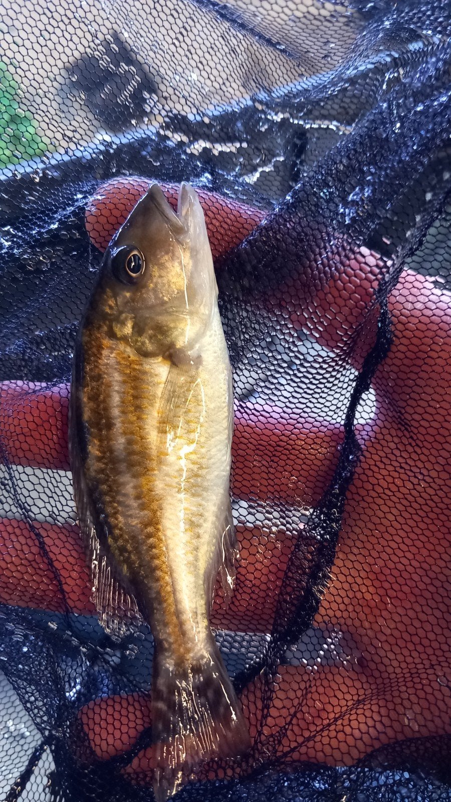 Malawi cichlide, Dieren en Toebehoren