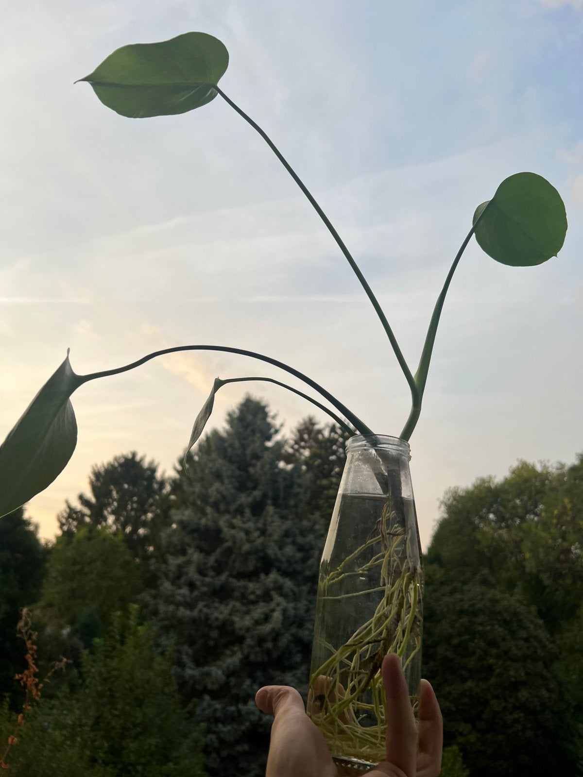 Bouture de Monstera Deliciosa - plusieurs tailles, Enlèvement