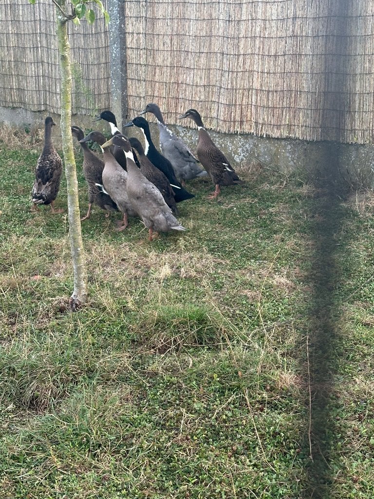 Indische loopeenden, Meerdere dieren, Eend