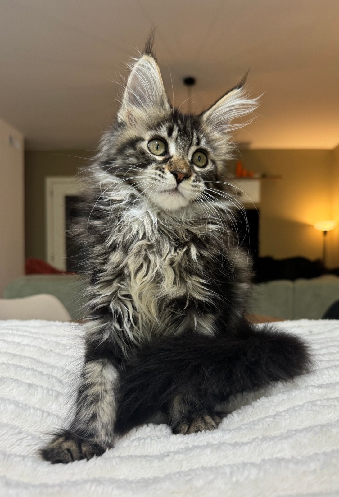 Kleine chocolade schoonheid — Black/Brown Tabby, Poes, Met stamboom, 0 tot 2 jaar