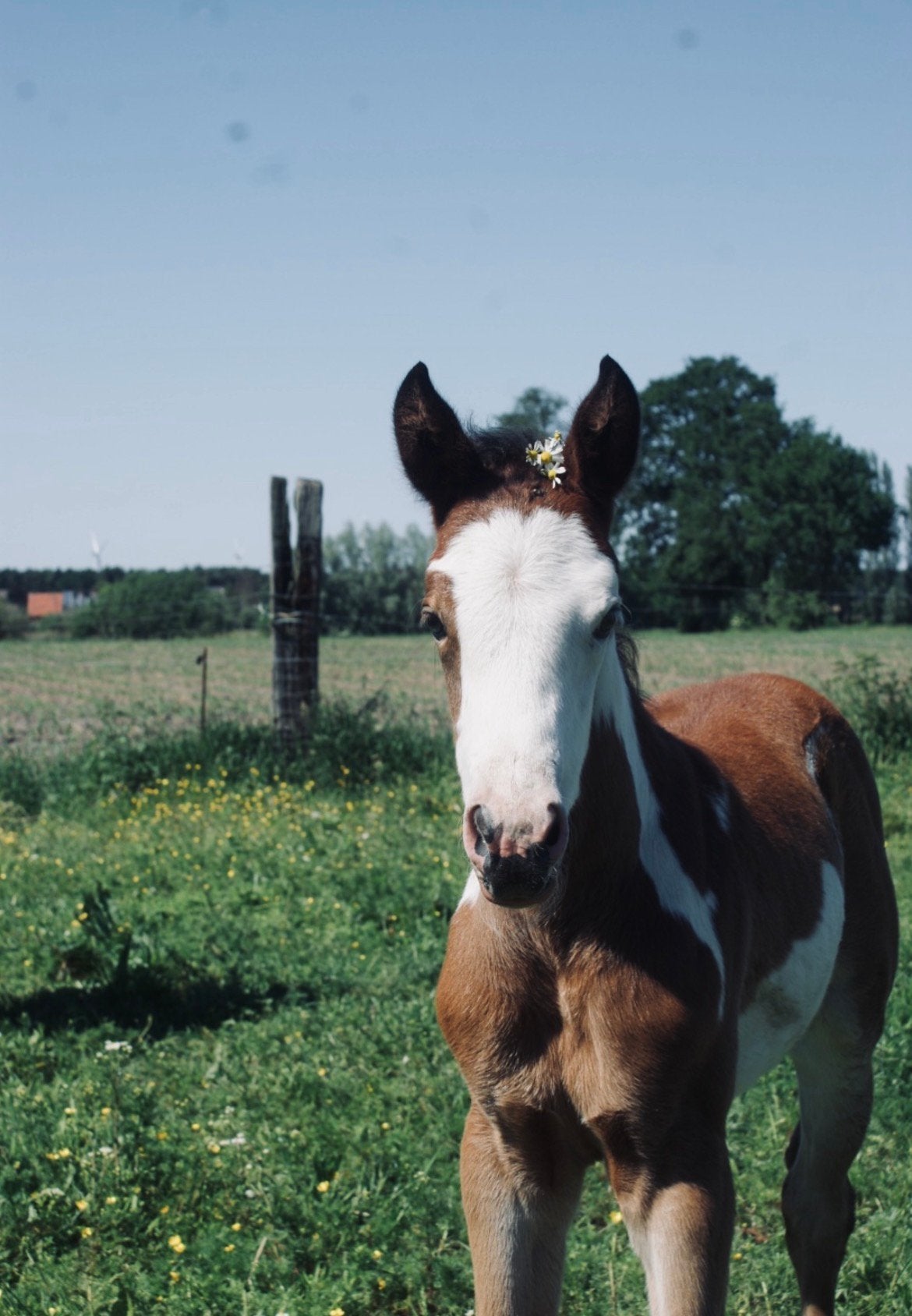 Veulen te koop, Merrie