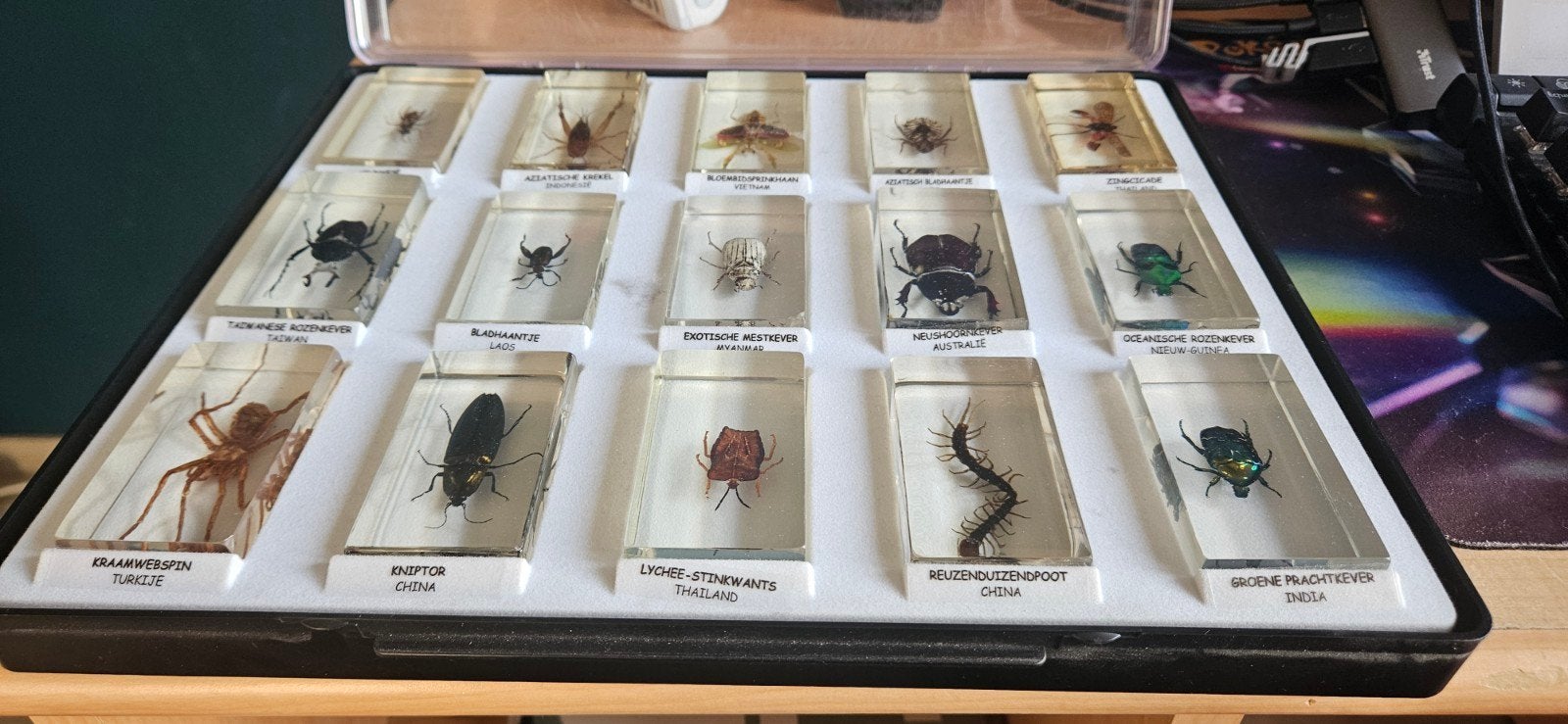 educatieve insecten natural history museum, Dieren en Toebehoren, Overige soorten