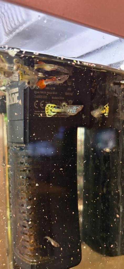 Guppy jongen 2026, Dieren en Toebehoren, Vissen | Aquariumvissen