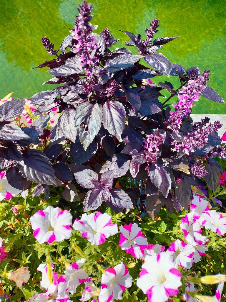 rode basilicum met roze bloemen - 10 zaden, Ophalen of Verzenden, Voorjaar, Volle zon, Zaad