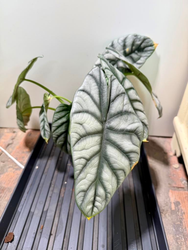 Alocasia nebula hybrid, Ophalen of Verzenden