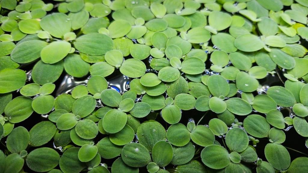 Pistia - drijfplant - aquarium drijfplant, Dieren en Toebehoren, Ophalen, Plant(en), Steen of Hout