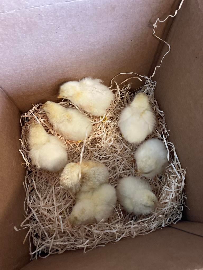Broedeieren Poule de bresse raszuivere dieren, Dieren en Toebehoren, Pluimvee, Kip