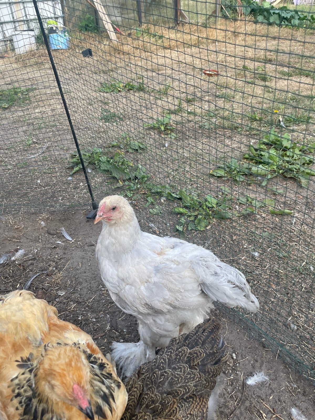 Brahma isabel patrijs, Dieren en Toebehoren, Mannelijk, Kip