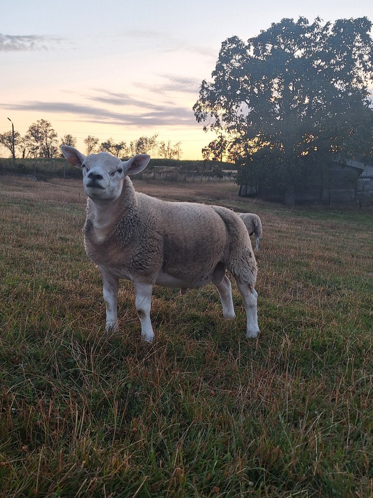 Engelse (Franse) texel ramlammeren / stamboek&zwoegervrij, Dieren en Toebehoren, Mannelijk, Schaap