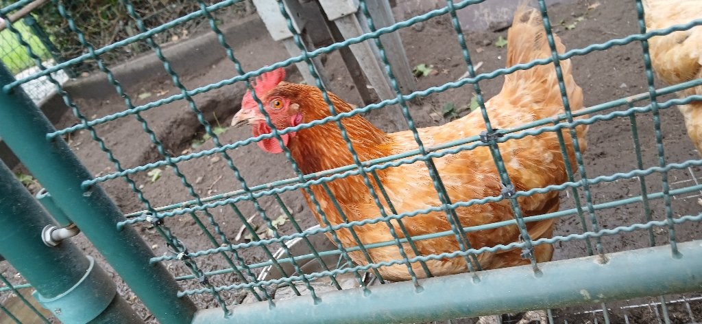 legkip, Dieren en Toebehoren