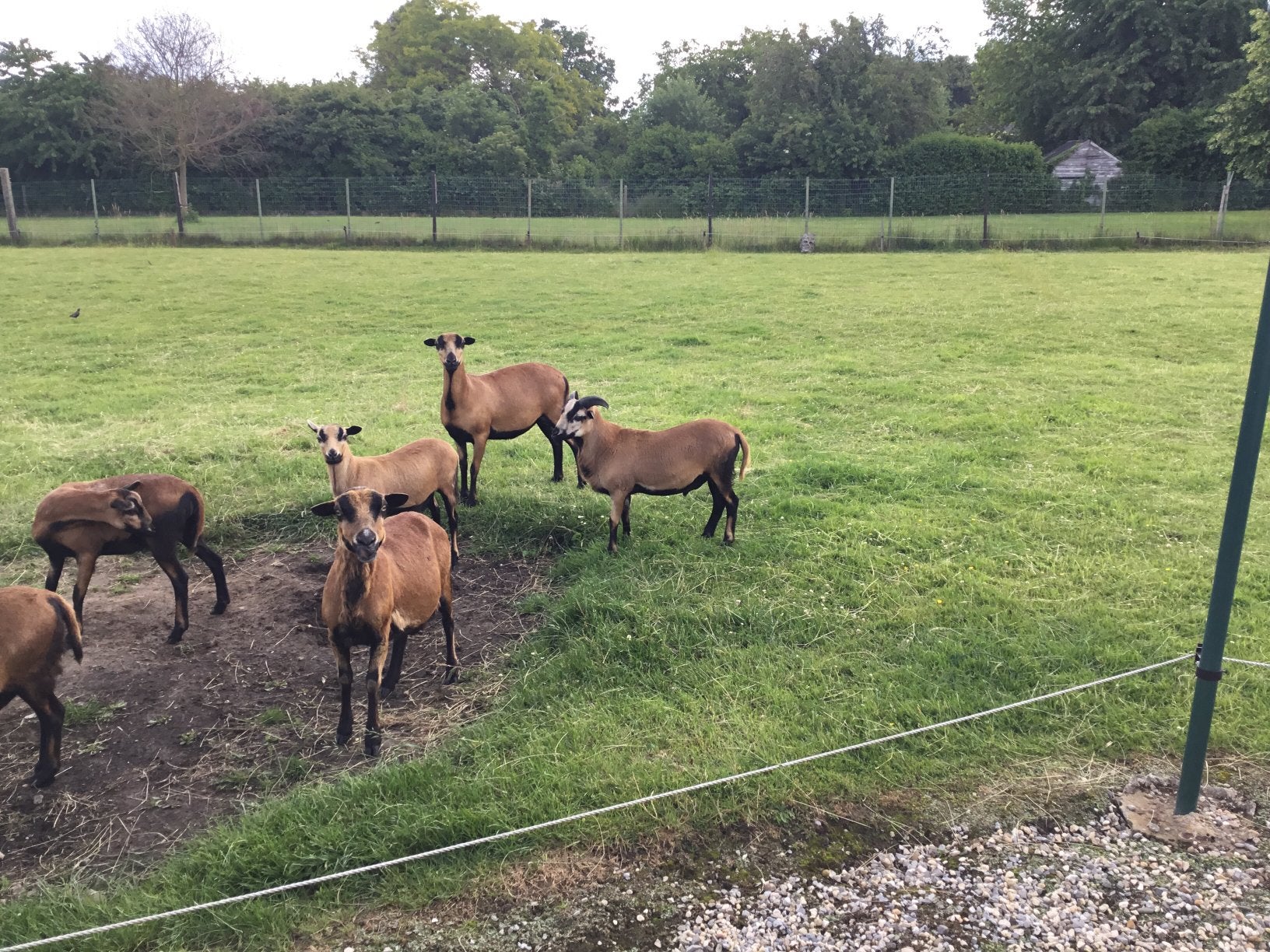 Kame roenram, Dieren en Toebehoren, Schapen, Geiten en Varkens