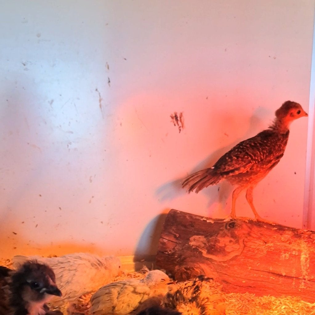 Rode goudfazant, Meerdere dieren, Overige soorten