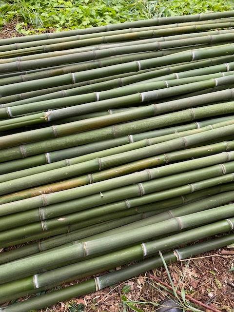 bamboo stokken te koop, Tuin en Terras, Ophalen, Vaste plant, Overige soorten
