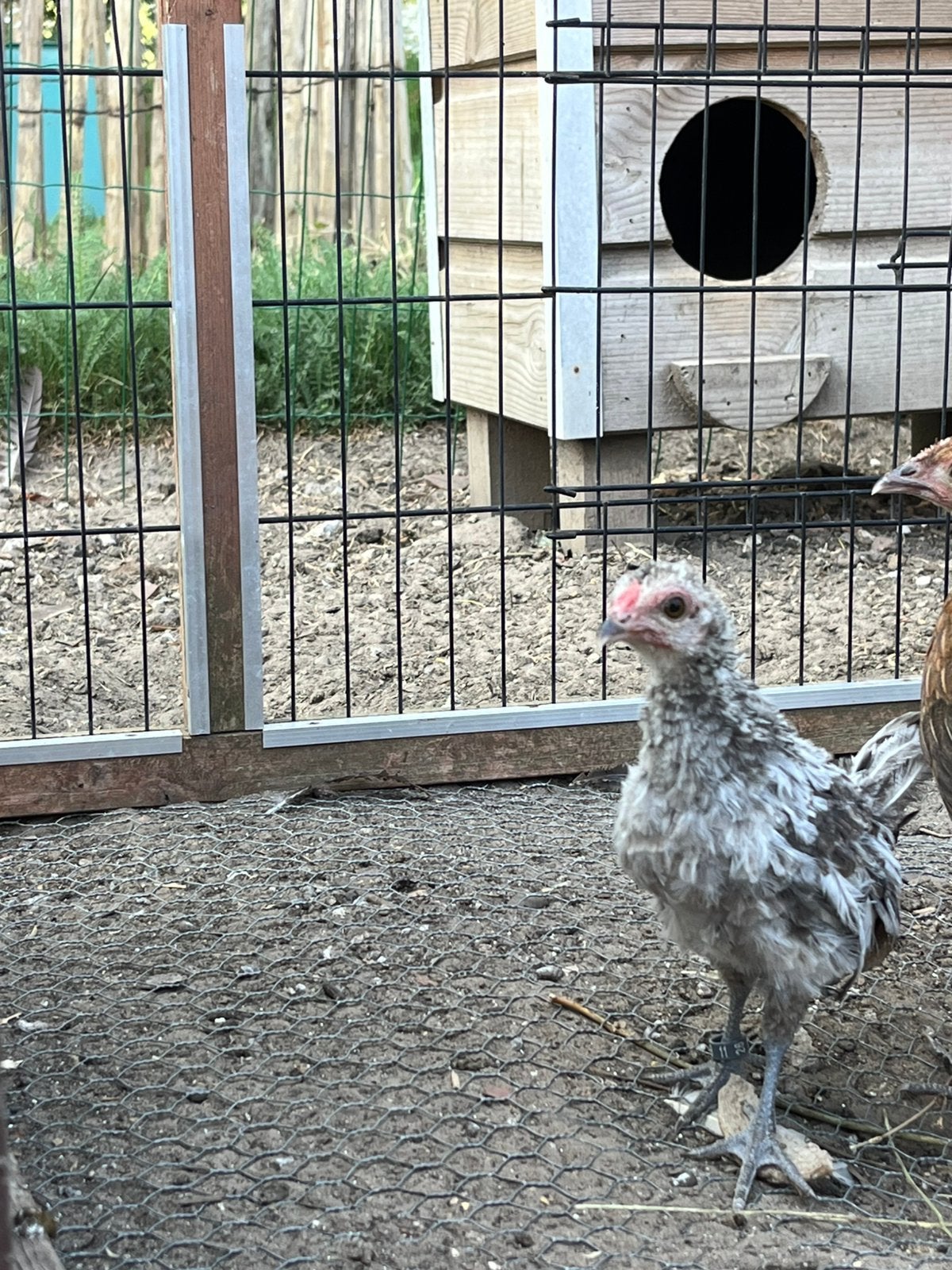 3 Jonge krielhaantjes, Dieren en Toebehoren