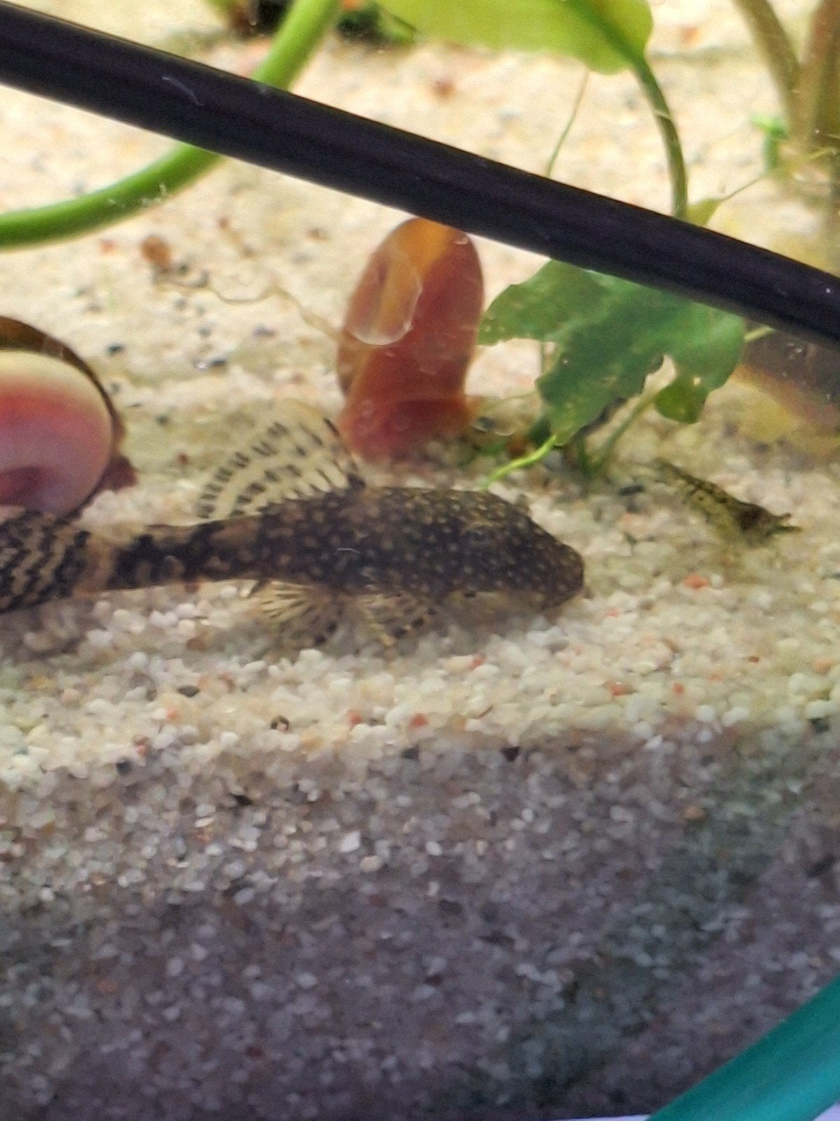 Wildkleur ancistrussen, Dieren en Toebehoren