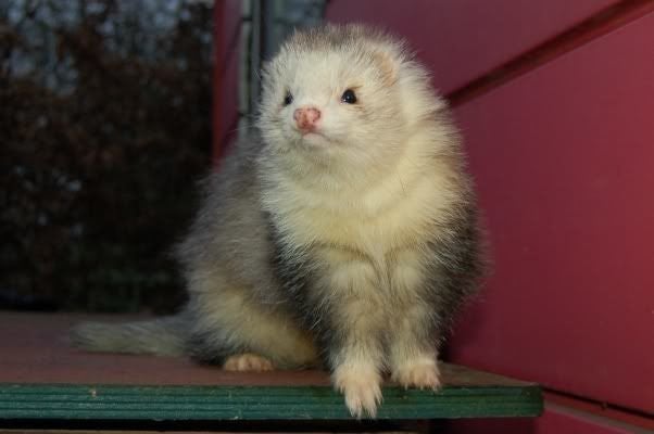 Gezocht vol angora fretten rammetje, Dieren en Toebehoren, Overige Dieren, December, Mannelijk