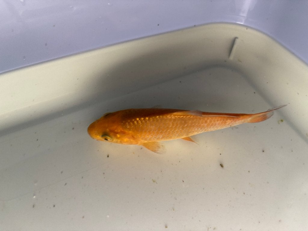 Mooie koi van 12cm, Dieren en Toebehoren, Vissen | Vijvervissen, Karper of Koi