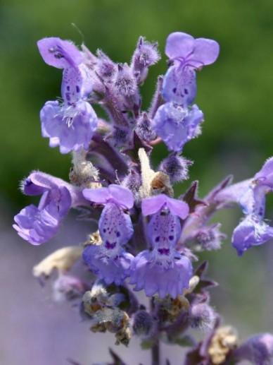 Nepeta Walkers Low, Tuin en Terras, Ophalen