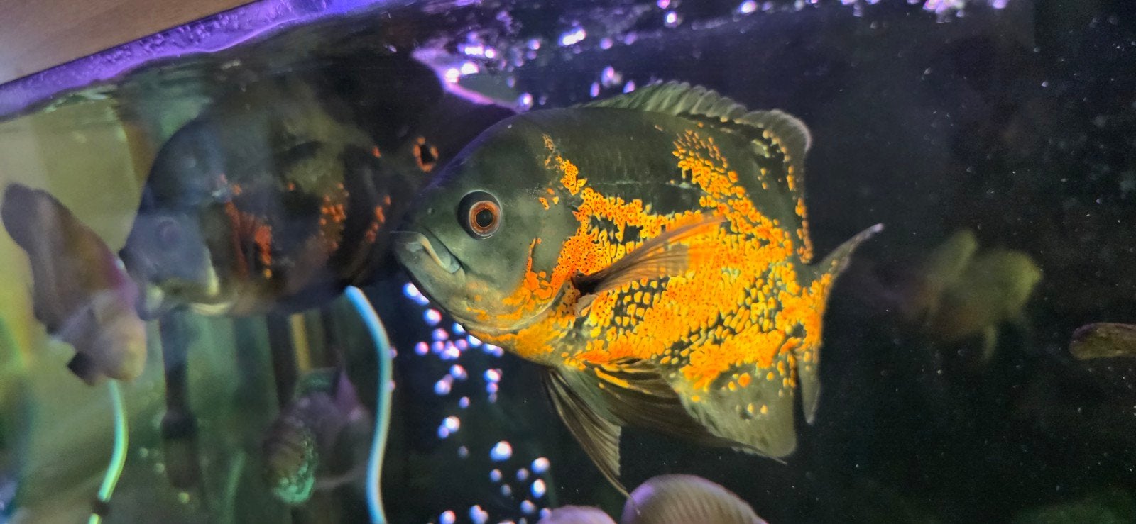 Oscar cichlide, jack dempsy, pleco xxl en voer, Dieren en Toebehoren