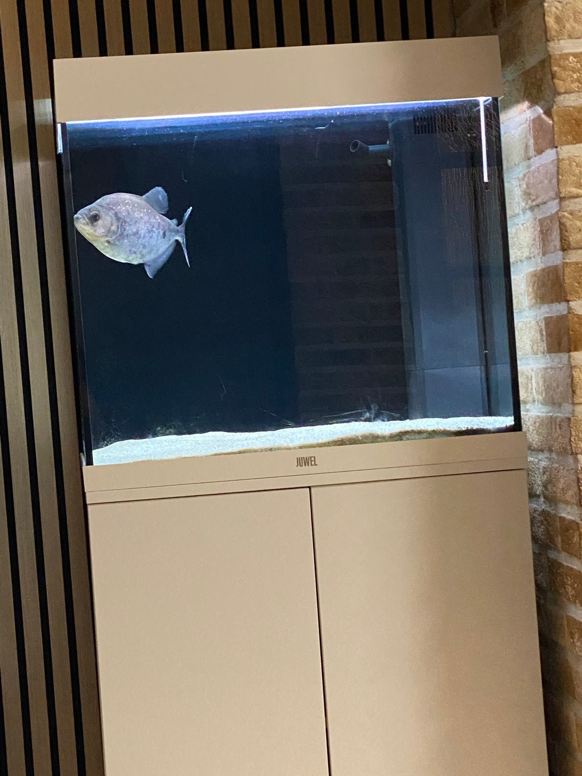 Serrasalmus Rhombeus piranha, Dieren en Toebehoren, Vis, Zoetwatervis