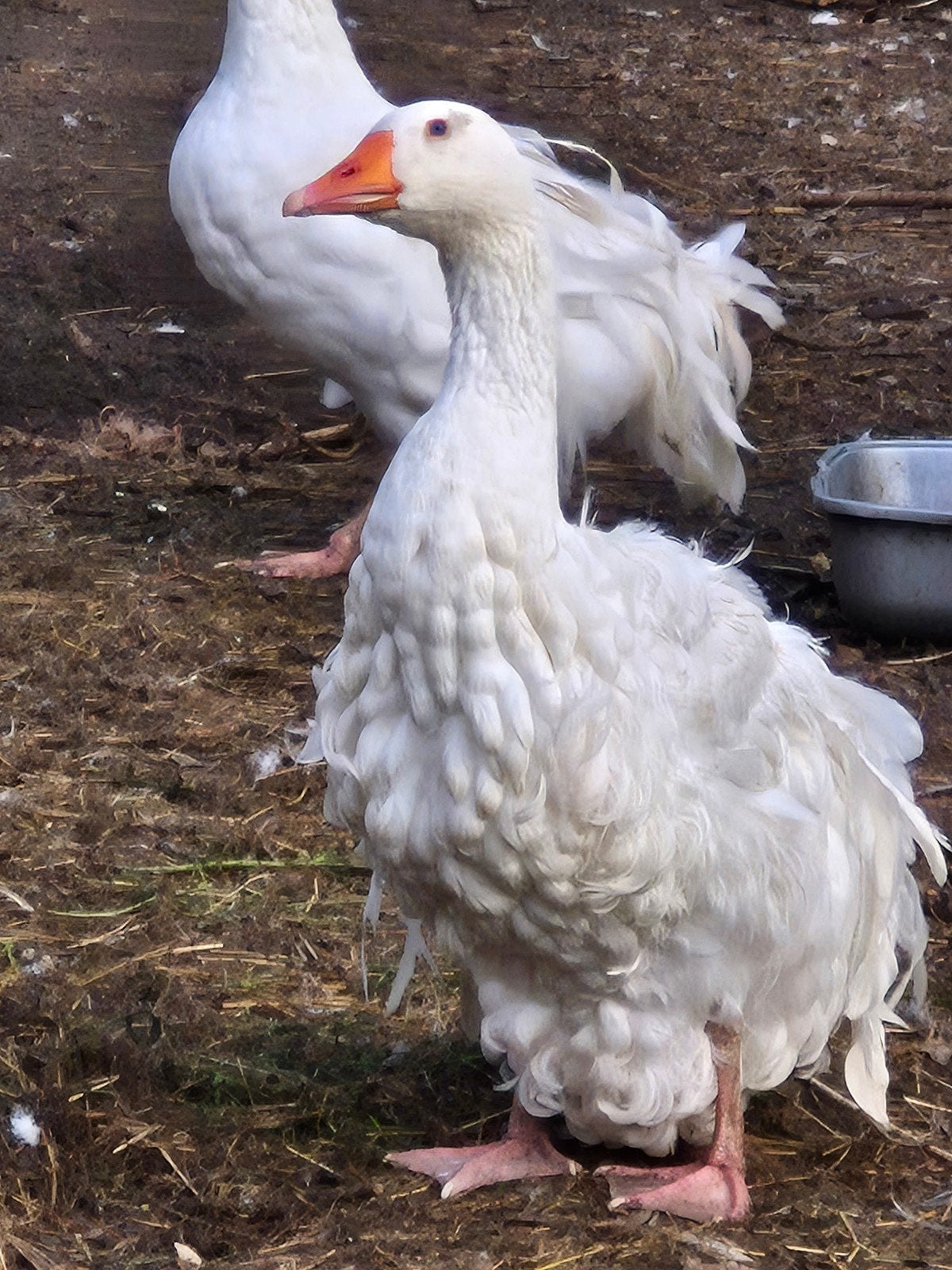 Krulveer ganzen beschikbaar., Animaux & Accessoires, Volatiles, Plusieurs animaux, Oie ou Cygne