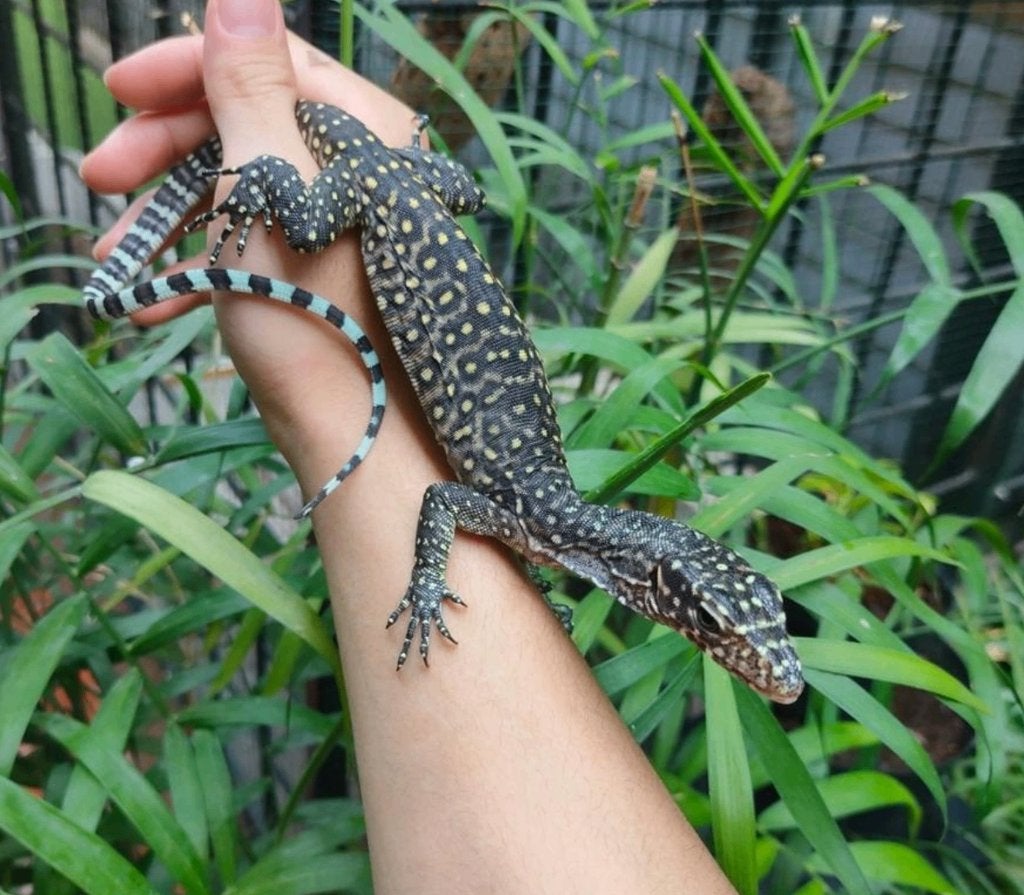 Varanus doreanus Jayapura  Varan à queue bleue, Animaux & Accessoires, Reptiles & Amphibiens, Lézard, 0 à 2 ans