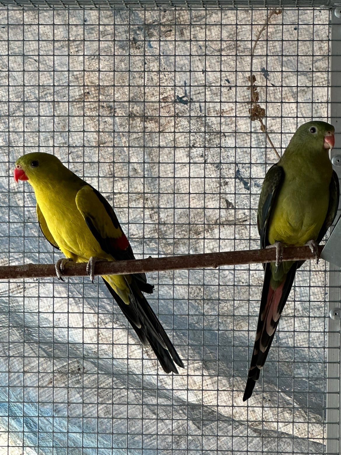 bergparkiet split turquoise, Plusieurs animaux, Perruche, Domestique