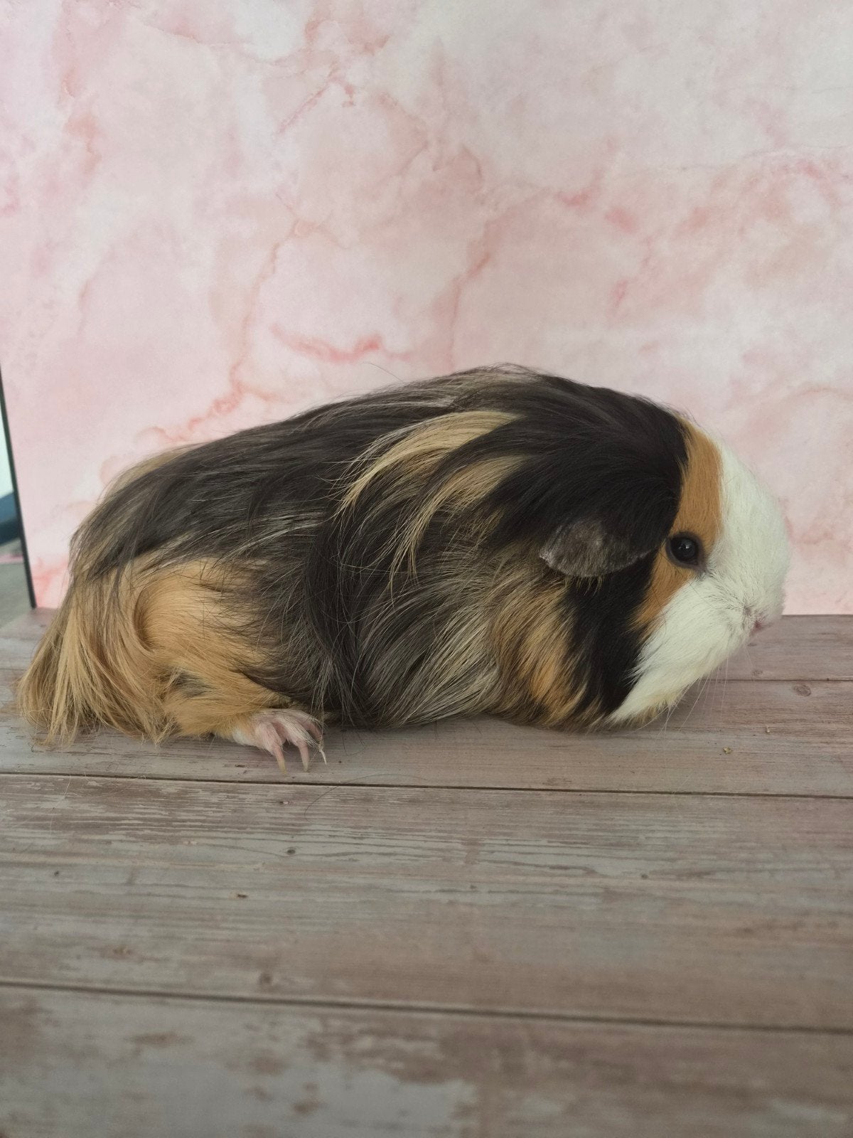 Cavia zeugjes ( allemaal onder 1 jaar), Décembre, Plusieurs animaux, Cobaye