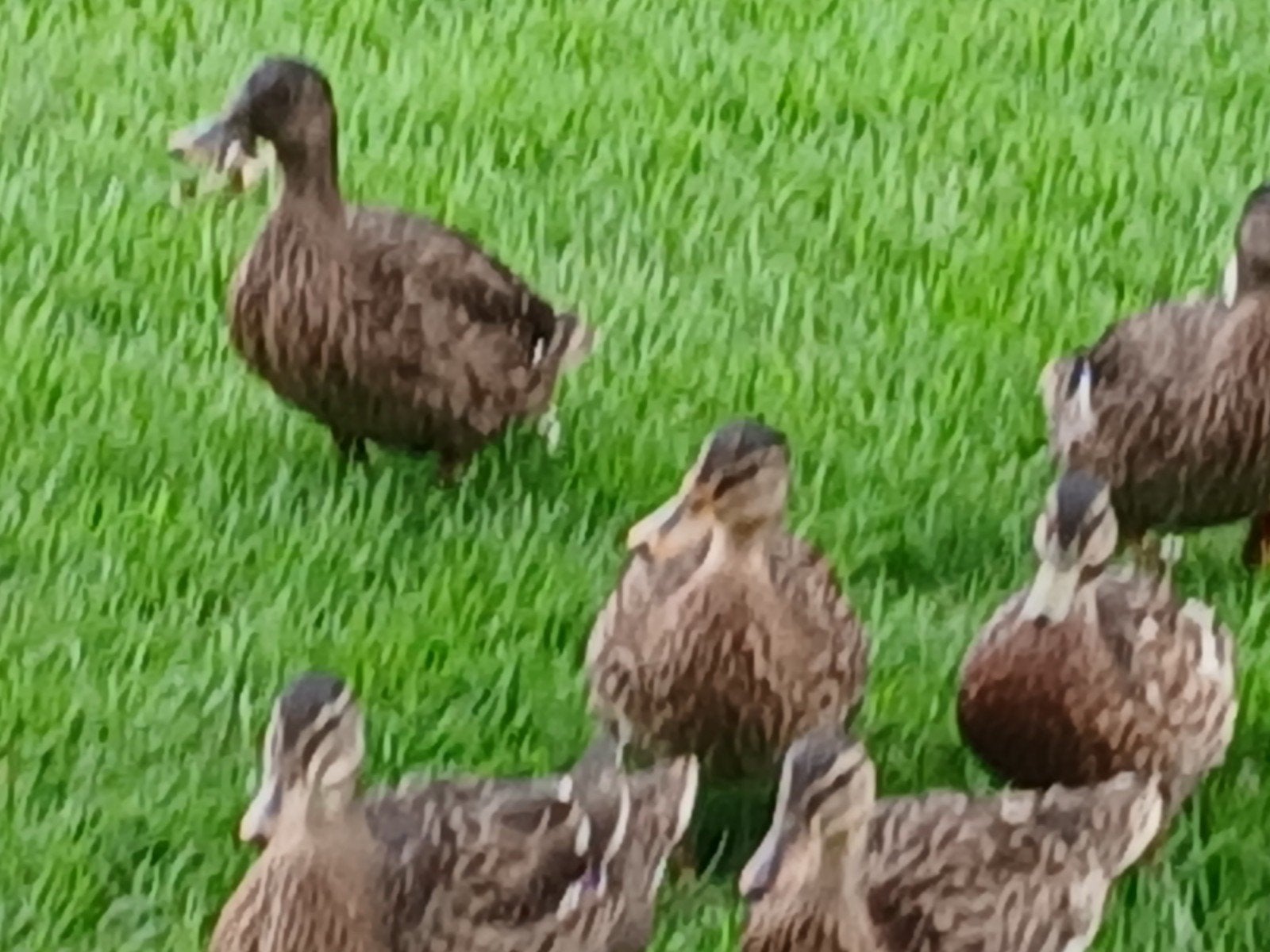 3 wilde eenden te koop, Dieren en Toebehoren