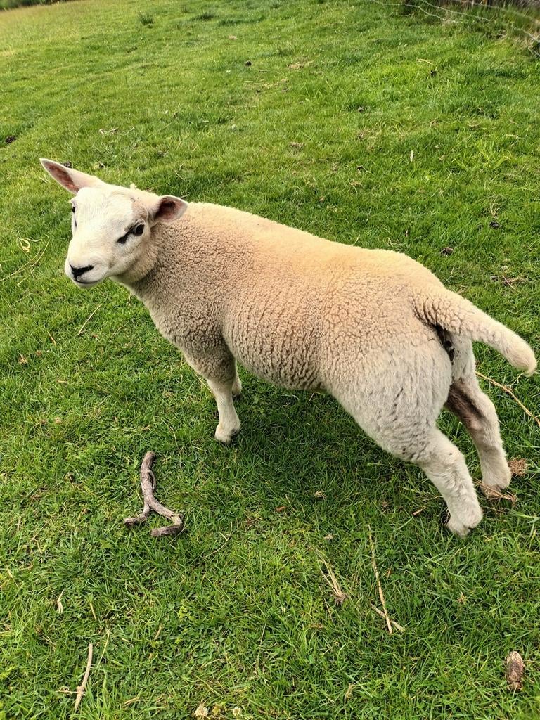 Ramlam texel, Dieren en Toebehoren