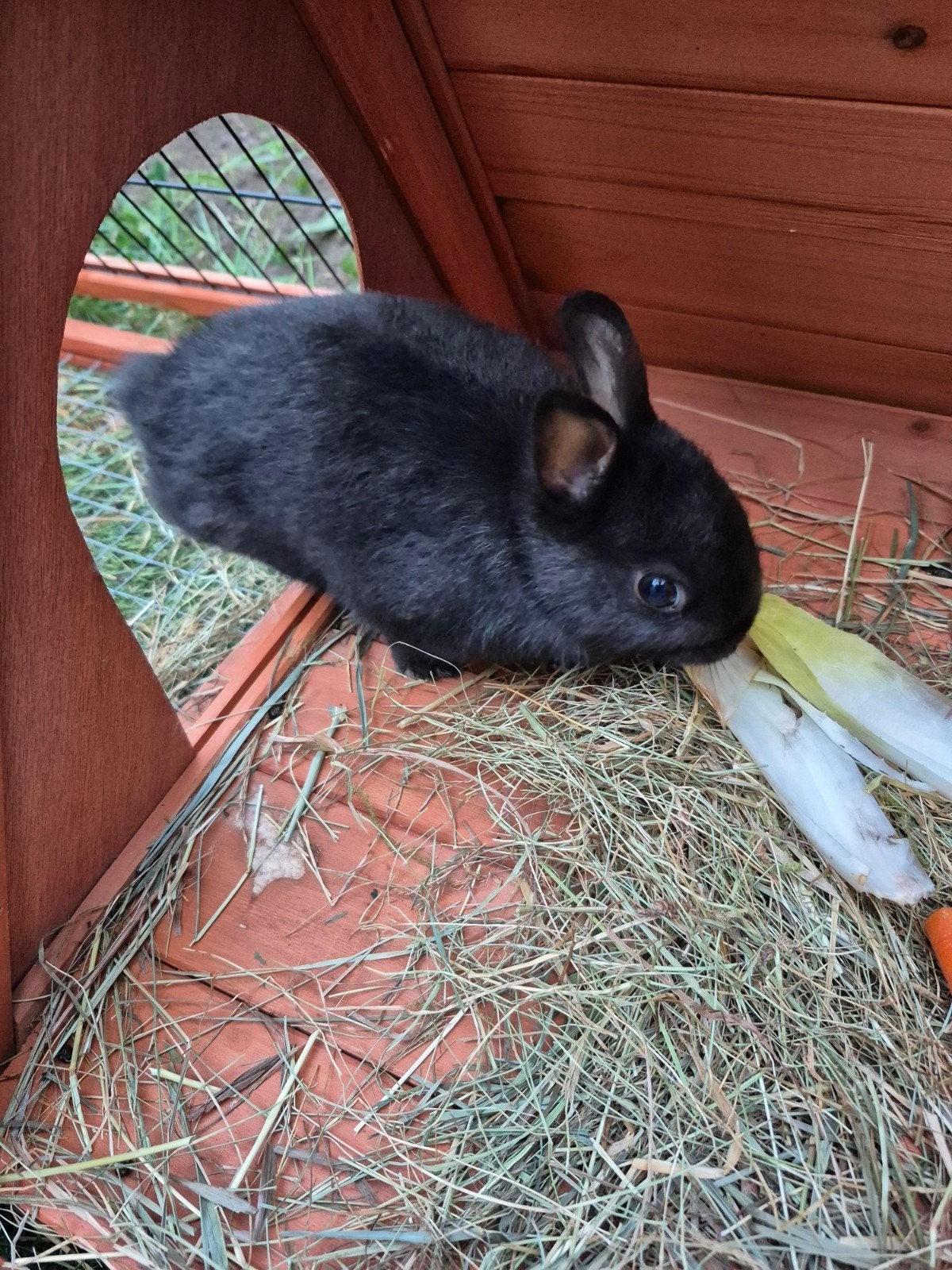 kleurdwerg 1 voedster 1 rammetje, Dieren en Toebehoren