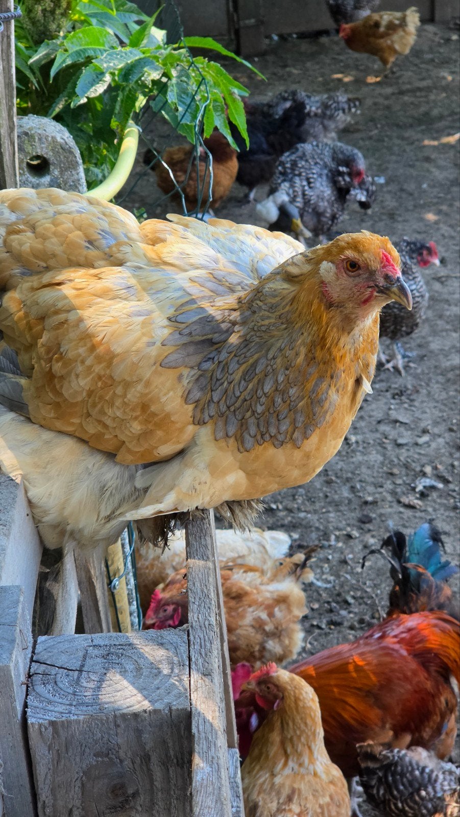 Brahma Buff Blauw hen – raszuiver – €40, Dieren en Toebehoren, Pluimvee
