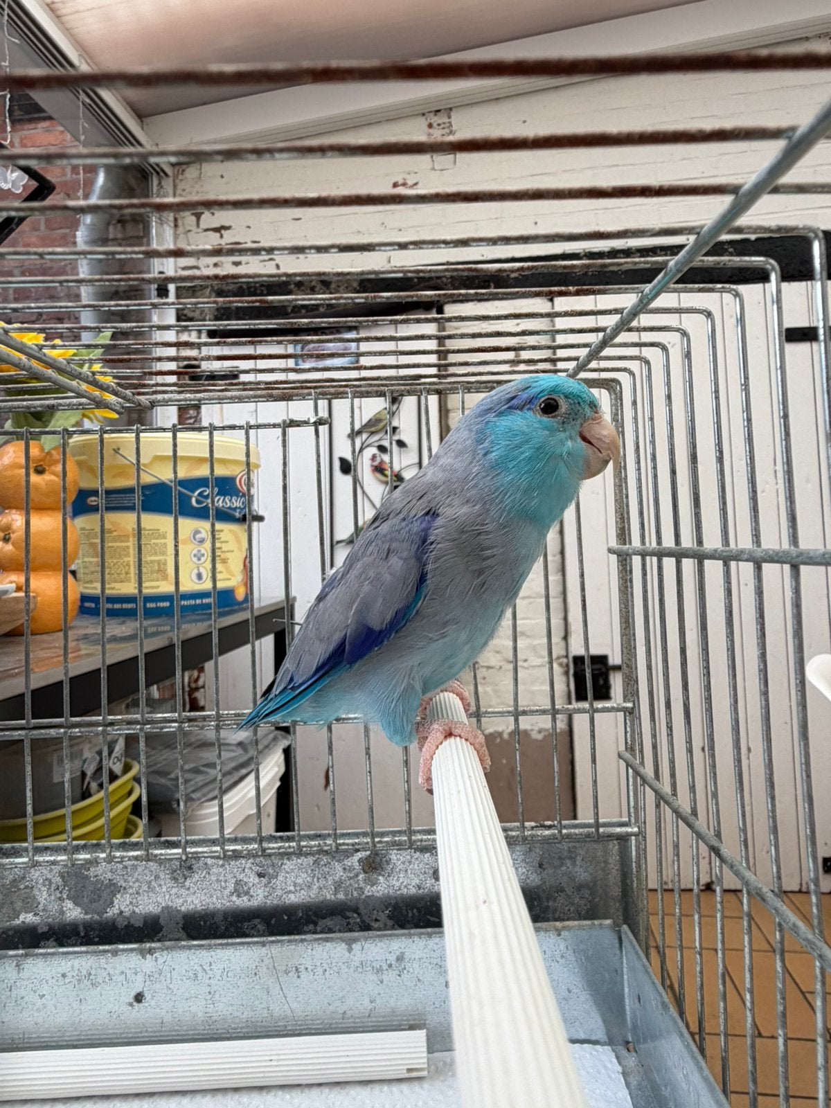 Forpursen, Animaux & Accessoires, Plusieurs animaux, Perruche, Bagué