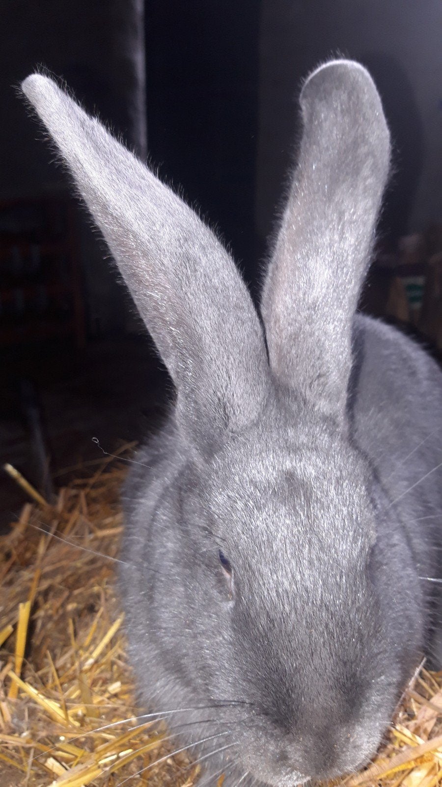 Jonge Blauw Van Ham, Dieren en Toebehoren, Meerdere dieren, Groot, 0 tot 2 jaar