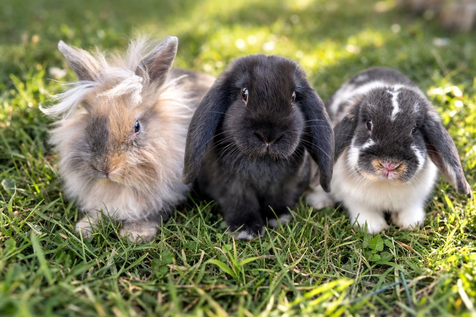 3 konijntjes, Dieren en Toebehoren, Vrouwelijk, Dwerg, Hangoor, 0 tot 2 jaar