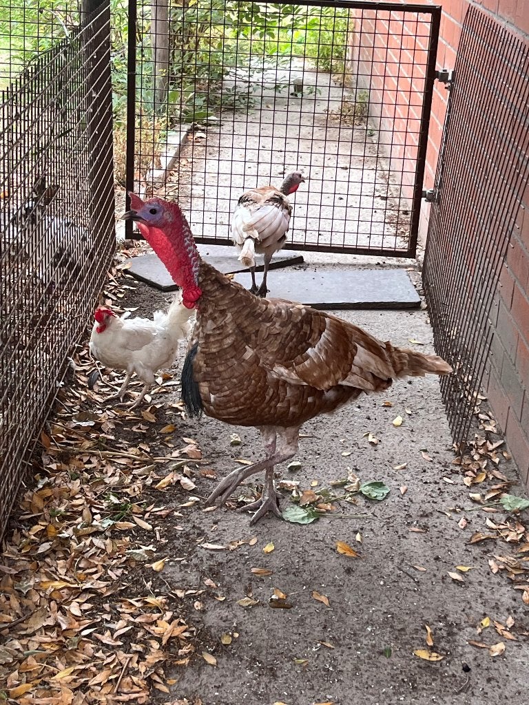 Koppel kalkoenen, Dieren en Toebehoren, Meerdere dieren, Kalkoen