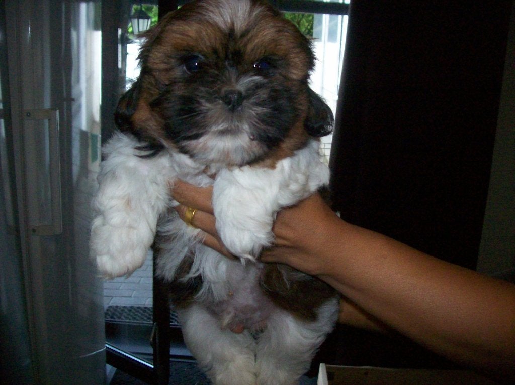 shih tzu pups tricolor, Particulier, Chien (mâle), Autres races, Belgique