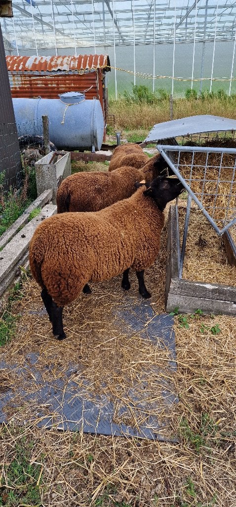 4 ooien  +ram, Dieren en Toebehoren