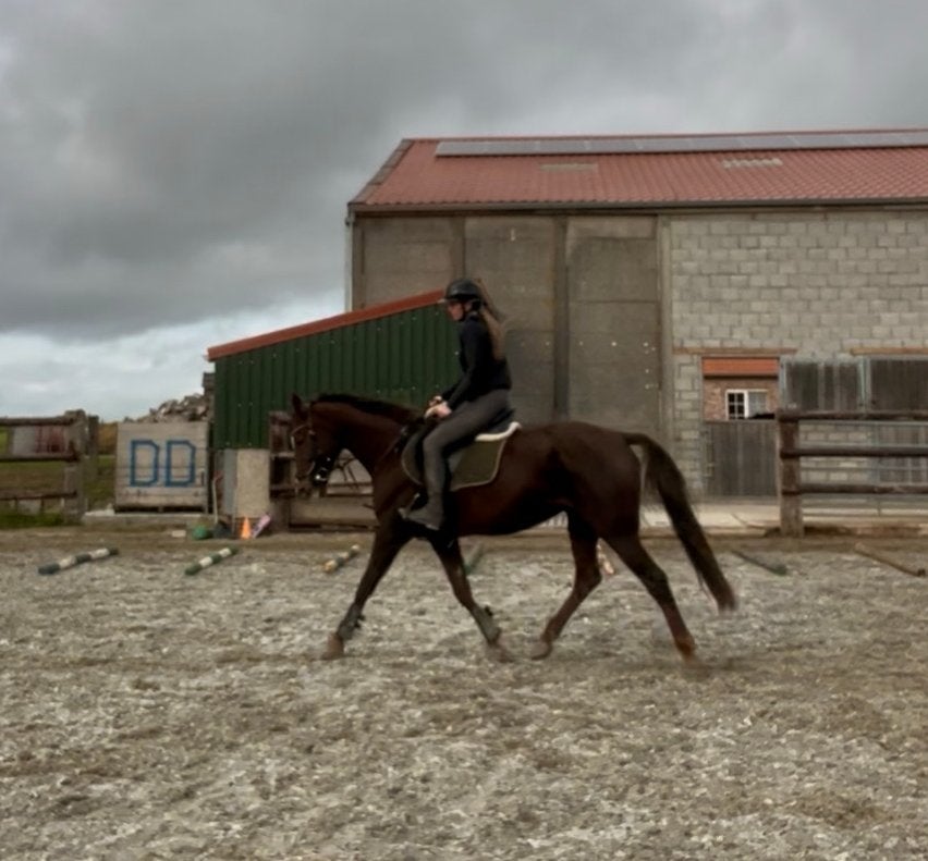 BOMPROOF wandel/recreatie paard te koop, Merrie, M