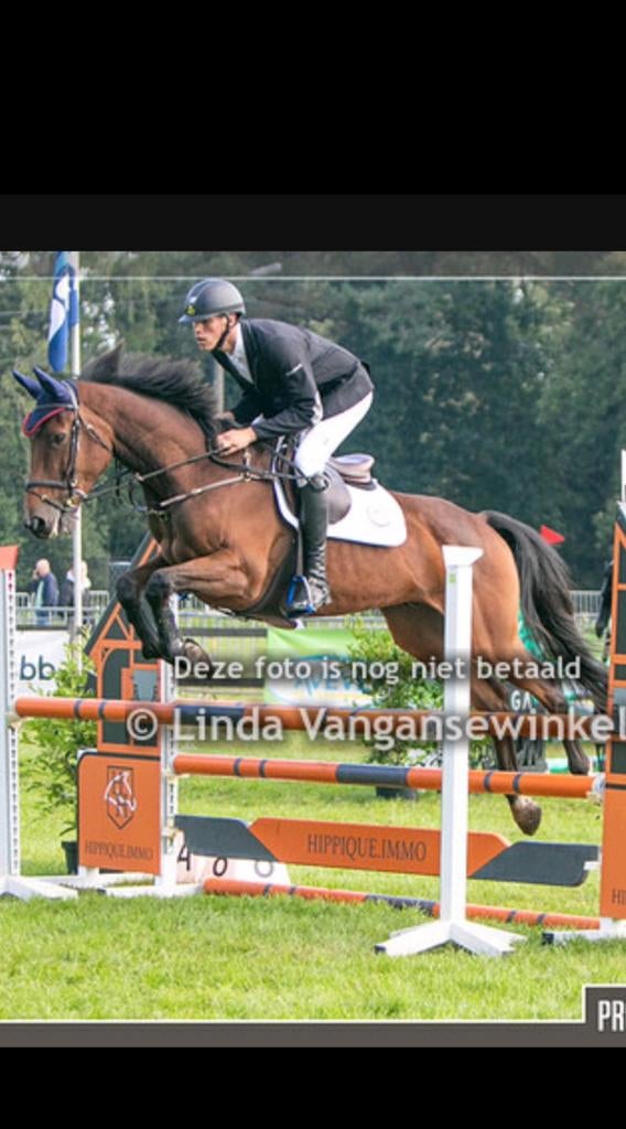 Spring paard te koop, Dieren en Toebehoren, Paarden, Springpaard, Ruin, 170 tot 175 cm, L