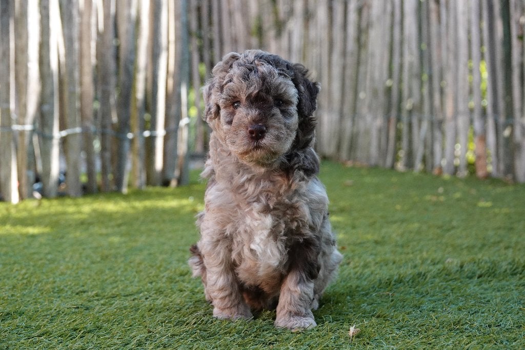 Magnifiques chiots Maltipoo (Choco merle et noir), Maladie de Carré (chiens), Autres races, Plusieurs, Belgique