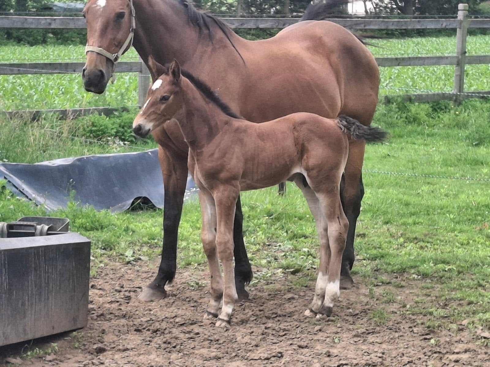 fokmerie / rij paard, Dieren en Toebehoren, Z