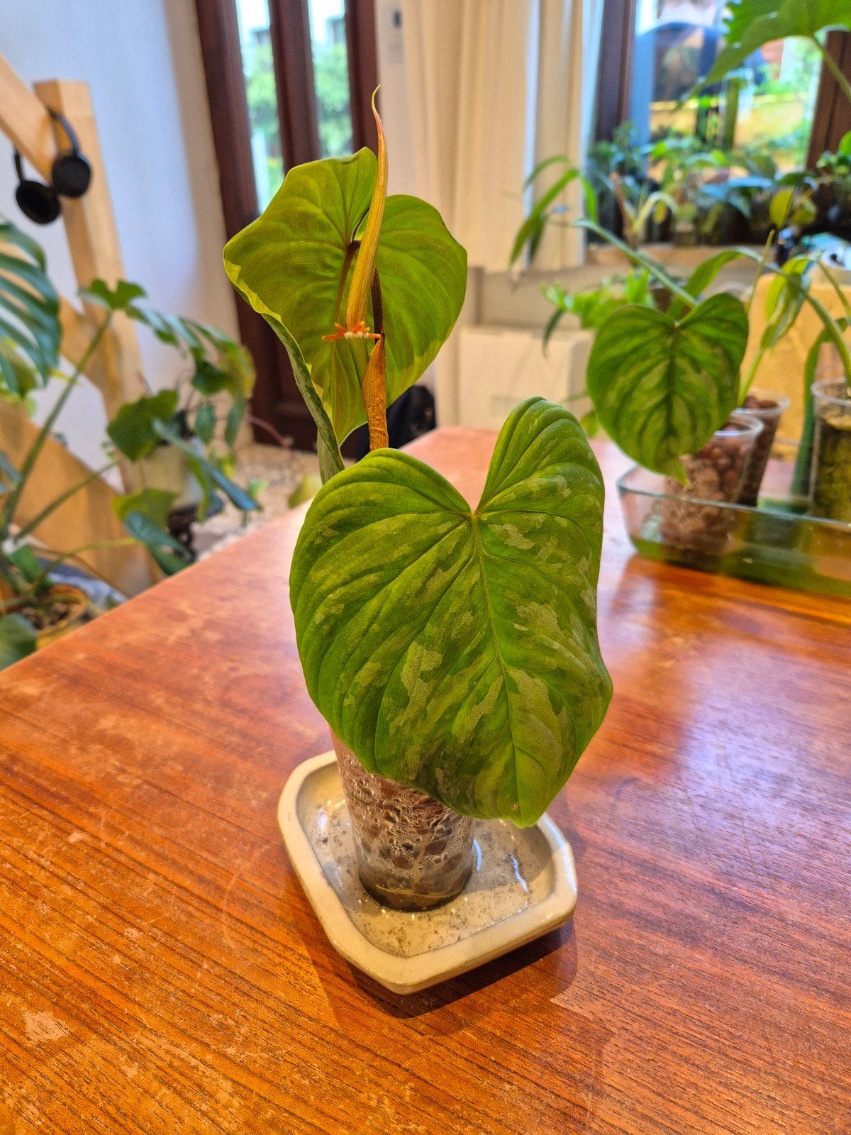 Philodendron majestic kopstek, Ophalen of Verzenden