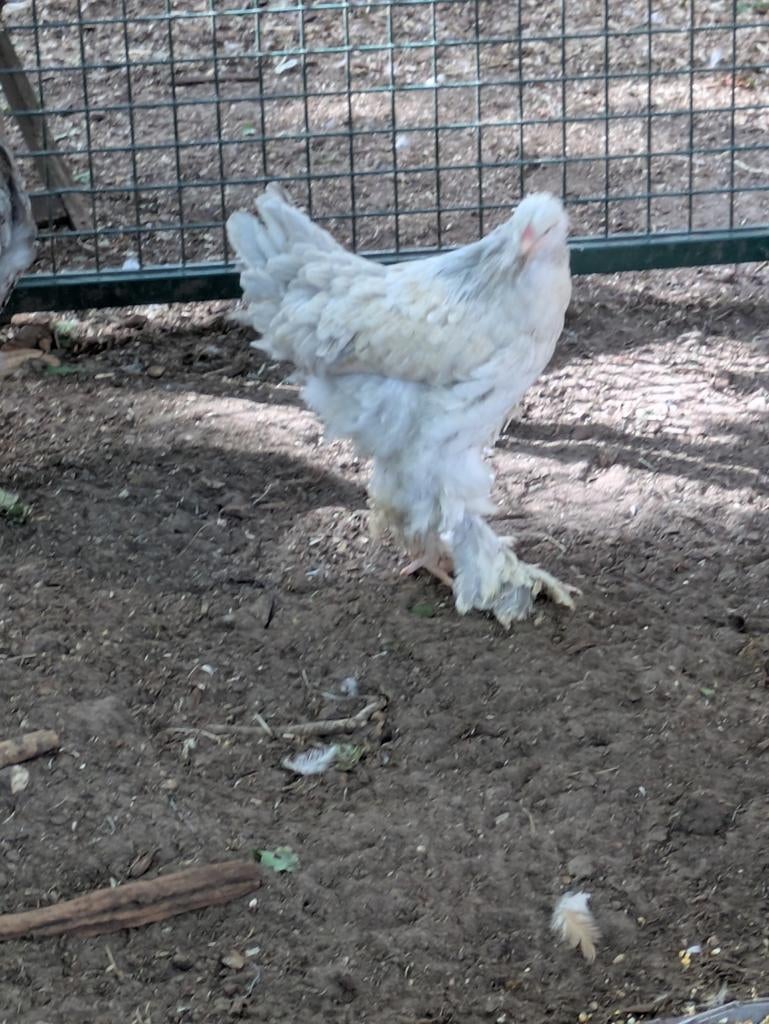 Brahma
