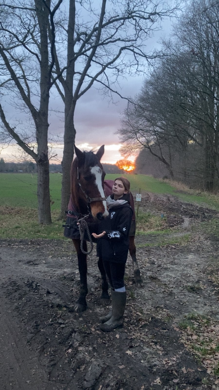 Halve stal gezocht, Animaux & Accessoires, Chevaux