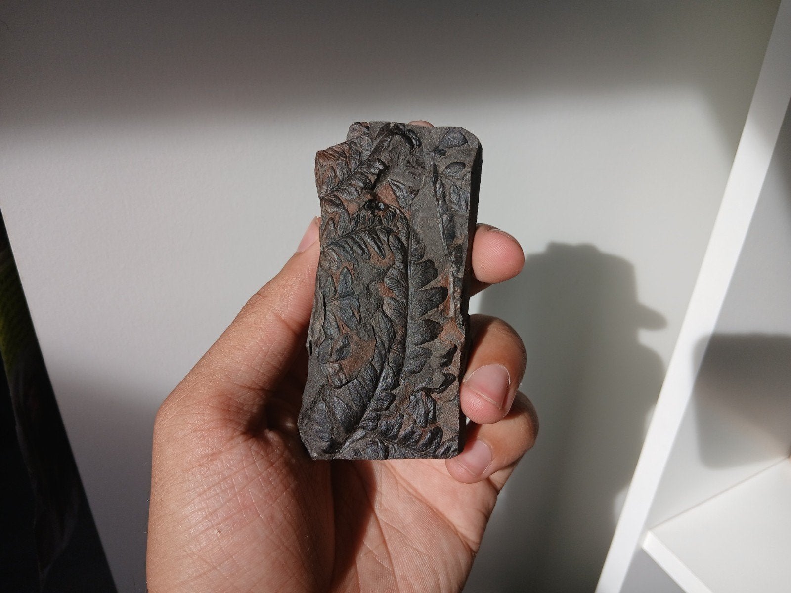 fossile, Collections, Enlèvement ou Envoi, Fossile