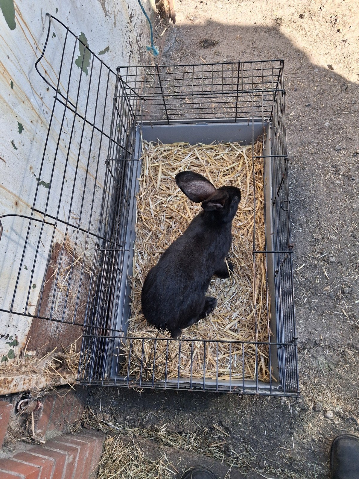 groor ras lotharige ram vier maanden 12€, Grand