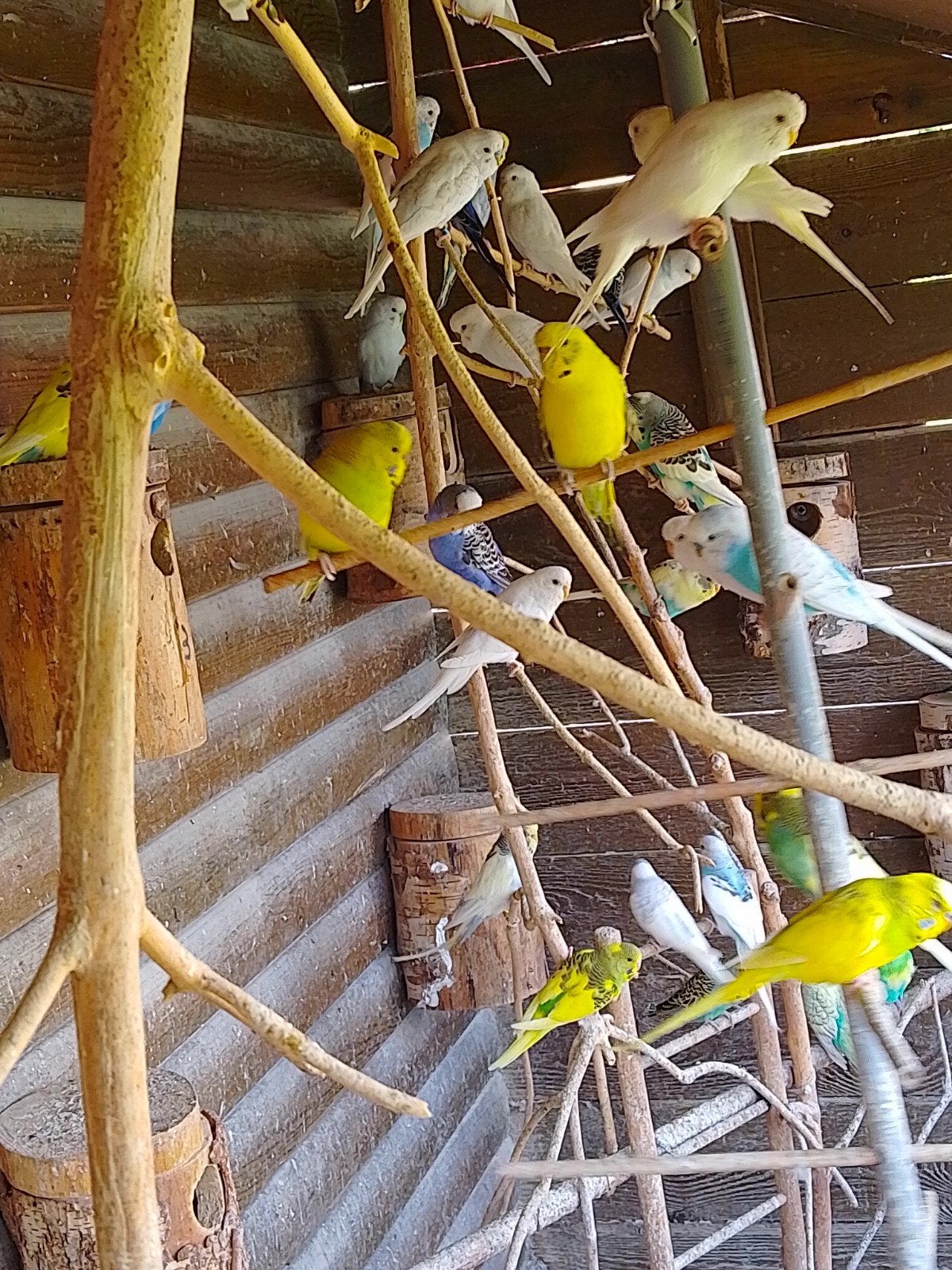 DIFFÉRENTES COULEURS DE JEUNES PERRUCHES PRÊTES À GRANDIR, Plusieurs animaux, Perruche, Domestique